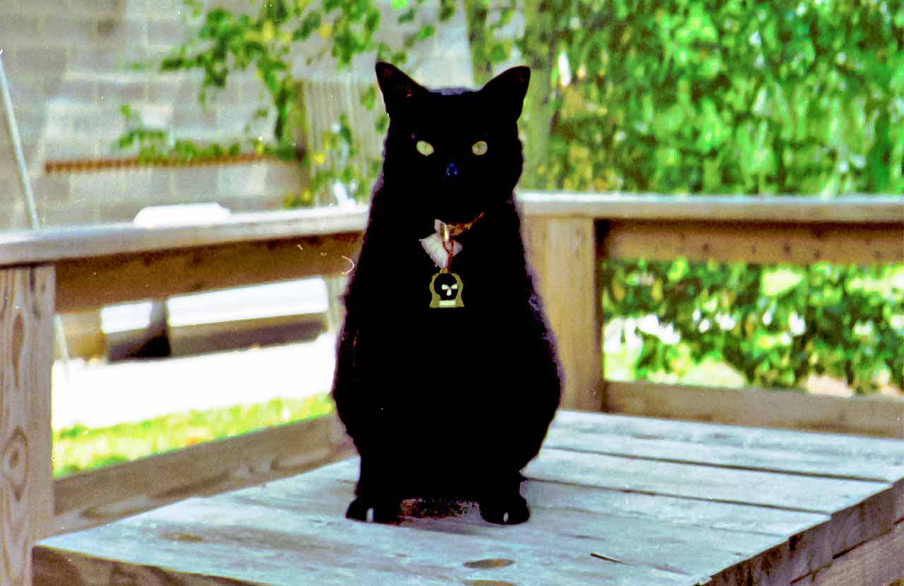 Photo of a black cat named Otto-Mobile